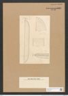 Nitzschia pulcherrima Grun. et Kitt. (de-Toni-Nr.: Genus 47, Species 2059) Zeichnungen Sammlung Grunow Nr. 4069 (NHMW-BOT-W0371907)